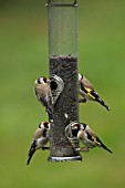 GOLDFINCHES FEEDING ON A BIRD FEEDER