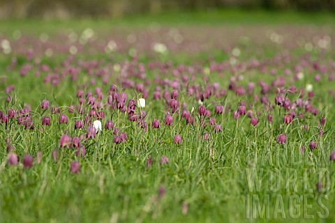 Snakes_head_Fritillary_fritillaria_meleagris_flowers_in_a_meadow_Suffolk_UK_April