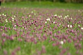 Snakes head Fritillary fritillaria meleagris flowers in a meadow, Suffolk, UK, April