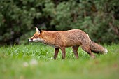Red fox Vulpes vulpes adult animal standing on grassland, Surrey, England, United Kingdom