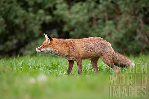 Red_fox_Vulpes_vulpes_adult_animal_standing_on_grassland_Surrey_England_United_Kingdom