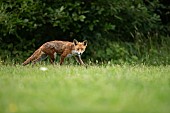 Red fox Vulpes vulpes adult animal stalking in grassland, Essex, England, United Kingdom
