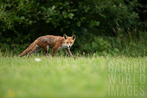 Red_fox_Vulpes_vulpes_adult_animal_stalking_in_grassland_Essex_England_United_Kingdom