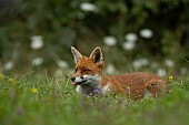 Fox Vulpes vulpes adult resting amongst wildflowers in grassland, Essex, England, UK, August