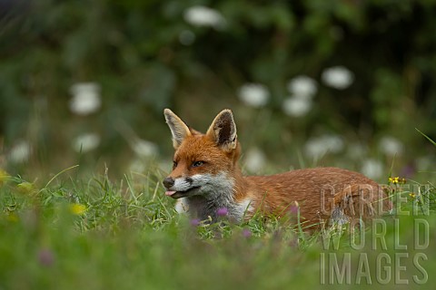 Fox_Vulpes_vulpes_adult_resting_amongst_wildflowers_in_grassland_Essex_England_UK_August