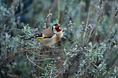 European goldfinch Carduelis carduelis adult bird on Lavender plant seed heads, Suffolk England, United KIngdom