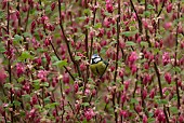 Blue tit Cyanistes caeruleus adult bird perched in a spring tree full of blossom, Kent, UK, March