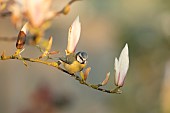 Blue tit Cyanistes Caeruleus adult bird on a Magnolia tree branch with flower buds in spring, Suffolk, England, United Kingdom