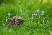 HEDGEHOG AMOUNGST FORGET-ME-NOT FLOWERS