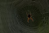 Garden spider Araneus diadematus adult resting in its web, Suffolk, England, UK, September