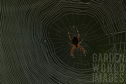 Garden_spider_Araneus_diadematus_adult_resting_in_its_web_Suffolk_England_UK_September