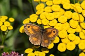 Gatekeeper butterfly Pyronia tithonus feeding on Tansy Tanacetum vulgare flowers, Suffolk, England, UK, August