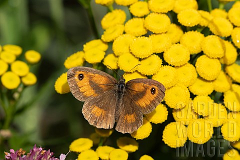 Gatekeeper_butterfly_Pyronia_tithonus_feeding_on_Tansy_Tanacetum_vulgare_flowers_Suffolk_England_UK_