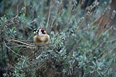 European goldfinch Carduelis carduelis adult bird on a Lavender bush, Suffolk, England, UK