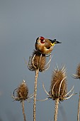 European goldfinch Carduelis carduelis adult bird on a Teasel plant seedhead, Suffolk England, United KIngdom