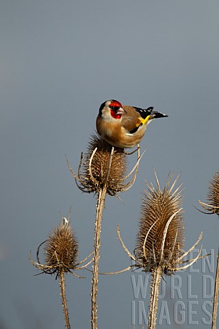 European_goldfinch_Carduelis_carduelis_adult_bird_on_a_Teasel_plant_seedhead_Suffolk_England_United_