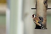 European goldfinch Carduelis carduelis adult bird on a garden bird feeder, Suffolk, England, UK