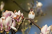 European goldfinch Carduelis carduelis adult bird in a flowering Magnolia tree, Suffolk, England, UK