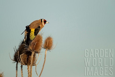 Goldfinch_Carduelis_carduelis_adult_bird_stretching_its_wings_on_a_Teasel_Dipsacus_fullonum_seed_hea