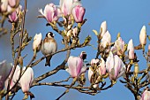 European goldfinch Carduelis carduelis adult bird in a flowering Magnolia tree, Suffolk, England, UK,