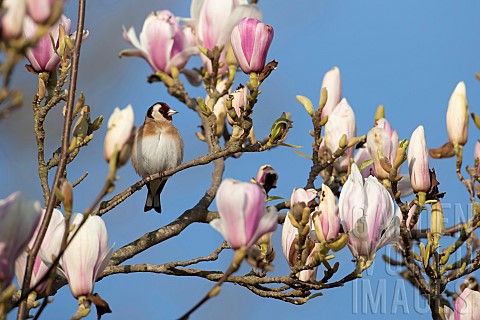 European_goldfinch_Carduelis_carduelis_adult_bird_in_a_flowering_Magnolia_tree_Suffolk_England_UK