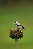 GOLDFINCH PERCHED ON A CYNARA CARDUNCULUS