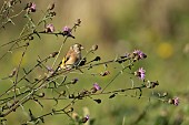 Goldfinch Carduelis carduelis adult bird on a stem of a flowering Knapweed plant, RSPB Frampton marsh nature reserve, Lincolnshire, England, UK, October