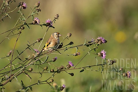 Goldfinch_Carduelis_carduelis_adult_bird_on_a_stem_of_a_flowering_Knapweed_plant_RSPB_Frampton_marsh