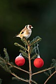 European goldfinch Carduelis carduelis adult bird on a Christmas tree, Suffolk, England, UK