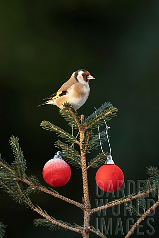 European_goldfinch_Carduelis_carduelis_adult_bird_on_a_Christmas_tree_Suffolk_England_UK