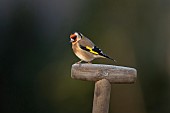 European goldfinch Carduelis carduelis adult bird on a frosted garden fork handle, Suffolk, England, UK,
