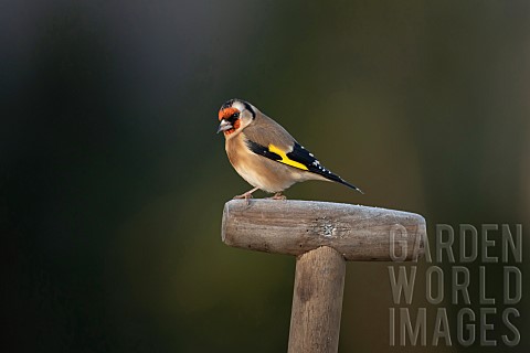 European_goldfinch_Carduelis_carduelis_adult_bird_on_a_frosted_garden_fork_handle_Suffolk_England_UK