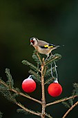 European goldfinch Carduelis carduelis adult bird on a Christmas tree, Suffolk, England, UK