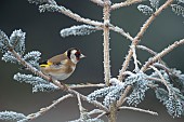 European goldfinch Carduelis carduelis adult bird on a frosted Christmas tree, Suffolk, England, UK,
