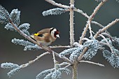European goldfinch Carduelis carduelis adult bird on a frosted Christmas tree, Suffolk, England, UK,