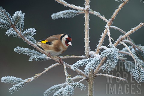 European_goldfinch_Carduelis_carduelis_adult_bird_on_a_frosted_Christmas_tree_Suffolk_England_UK