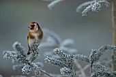 European goldfinch Carduelis carduelis adult bird on a frosted Christmas tree, Suffolk, England, UK