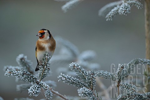 European_goldfinch_Carduelis_carduelis_adult_bird_on_a_frosted_Christmas_tree_Suffolk_England_UK
