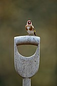 European goldfinch Carduelis carduelis adult bird on a garden fork handle, Suffolk, England, UK,