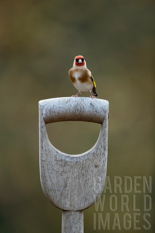 European_goldfinch_Carduelis_carduelis_adult_bird_on_a_garden_fork_handle_Suffolk_England_UK