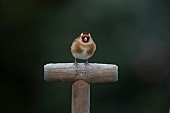 European goldfinch Carduelis carduelis adult bird on a frosted garden fork handle, Suffolk, England, UK,