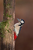 Great spotted woodpecker Dendrocopos major adult bird on a tree branch, Norfolk, England, United Kingdom