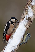 Great spotted woodpecker Dendrocopos major and Blue tit Cyanistes caeruleus adult birds on a snow covered Silver birch tree trunk, Norfolk, England, UK February