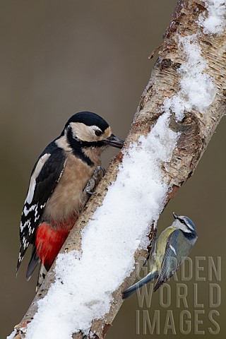 Great_spotted_woodpecker_Dendrocopos_major_and_Blue_tit_Cyanistes_caeruleus_adult_birds_on_a_snow_co