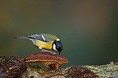 Great tit Parus major adult bird feeding on a fungi on a tree branch, Norfolk, England, United KIngdom