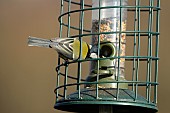 Great tit Parus major adult bird feeding from a squirrel proof bird feeder, Suffolk, England, UK, March