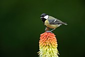 Great tit Parus major adult bird perched on a Red hot poker Kniphofia uvaria flower spike, Suffolk, England, UK, June