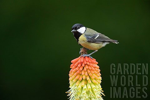 Great_tit_Parus_major_adult_bird_perched_on_a_Red_hot_poker_Kniphofia_uvaria_flower_spike_Suffolk_En