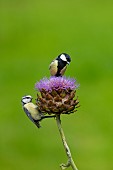 Blue tit Cyanistes Caeruleus and Great tit Parus major adult birds on a Artichoke thistle flower, Norfolk, England, UK, September