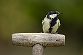 Great tit Parus major adult bird on a garden fork handle, Suffolk, England, UK, August